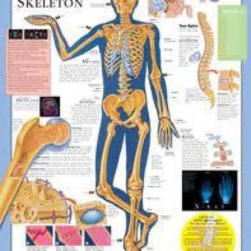 Health Educational Charts